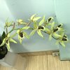 Целогина (Coelogyne pandurata) 